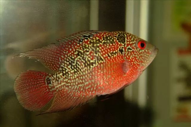 罗汉鱼喂食技巧,罗汉鱼怎么饲养