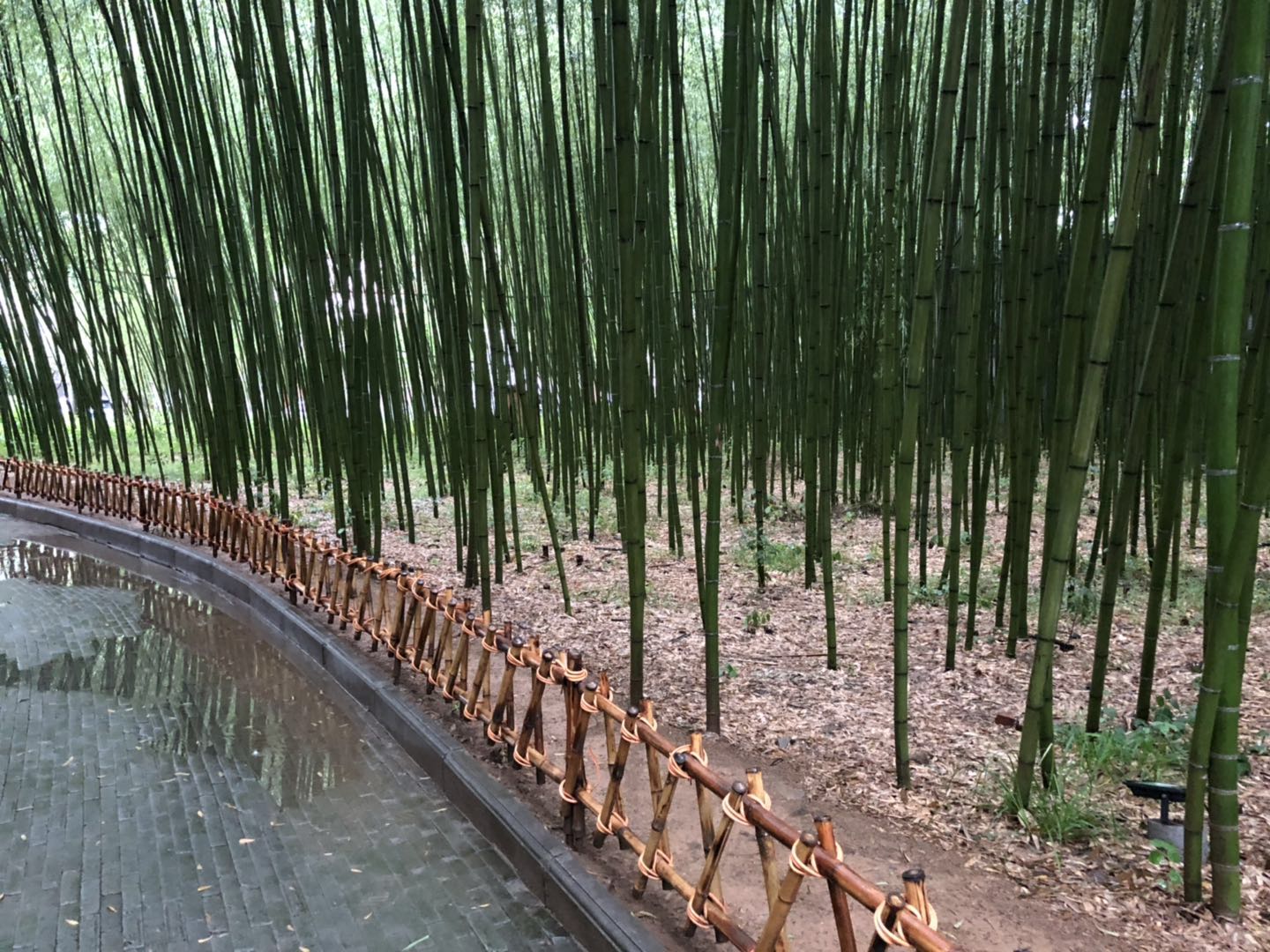 人间仙境洛阳栾川老君山,河南旅游景点推荐洛阳重渡沟