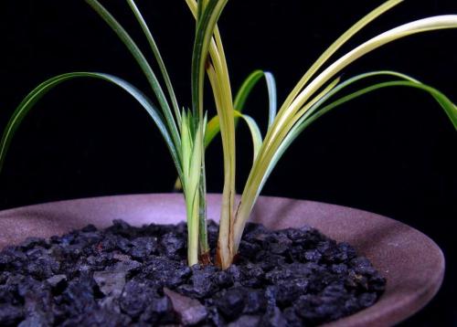 干透浇透和浸盆浇水的区别,见干见湿和干透浇透有什么区别