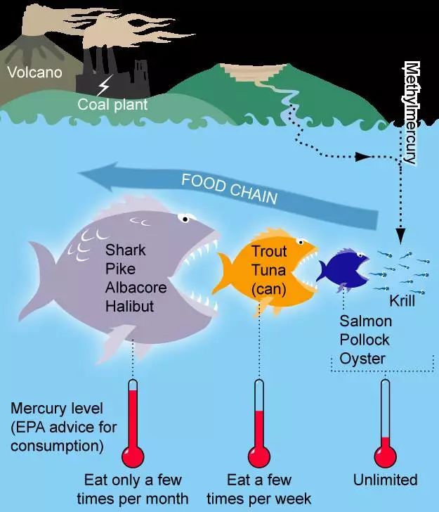 虾皮特级无盐补钙儿童,含钙量最高的食物排名虾皮和牛肉