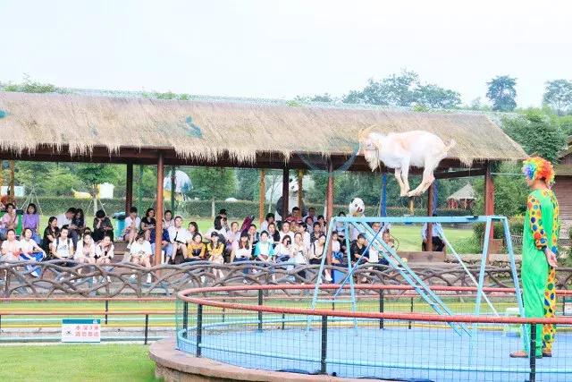 跟着萌宠过国庆，准备好迎接惊喜了吗？