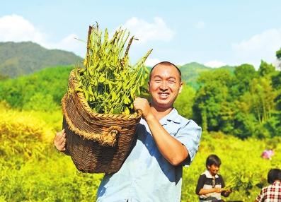 河南信阳金秋十月美景,河南光山稻谷飘香收获忙