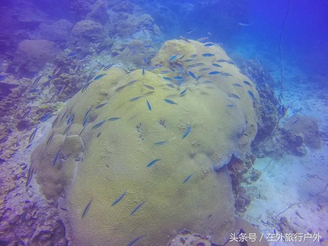 潜水入门课程有哪些,入门级潜水装备现价