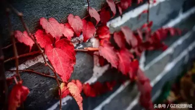 为什么摄影大师都喜欢拍黑白,为什么不推荐18-135的焦段