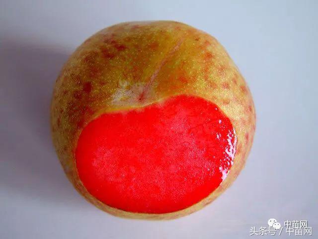 恐龙蛋李子成熟日期,晚熟恐龙蛋李子介绍