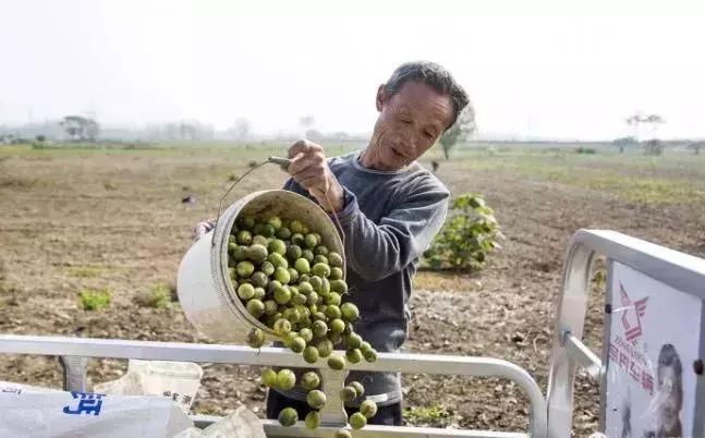 绵阳人讨厌的这个野果子，有人专门来捡赚钱……