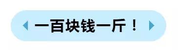 绵阳人讨厌的这个野果子，有人专门来捡赚钱……