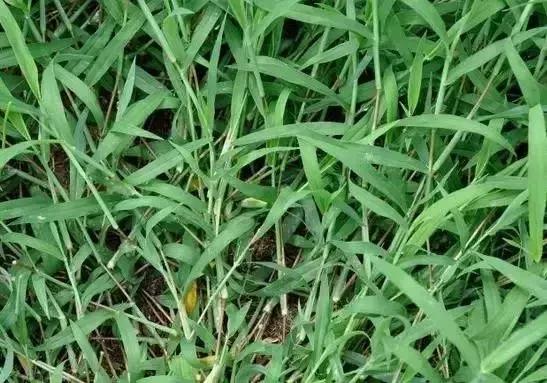 绵阳人讨厌的这个野果子，有人专门来捡赚钱……