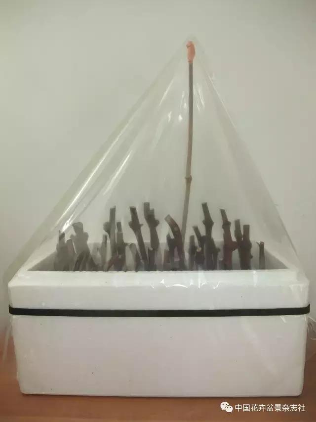 冬季扦插葡萄的方法和技巧,盆栽葡萄扦插的方法