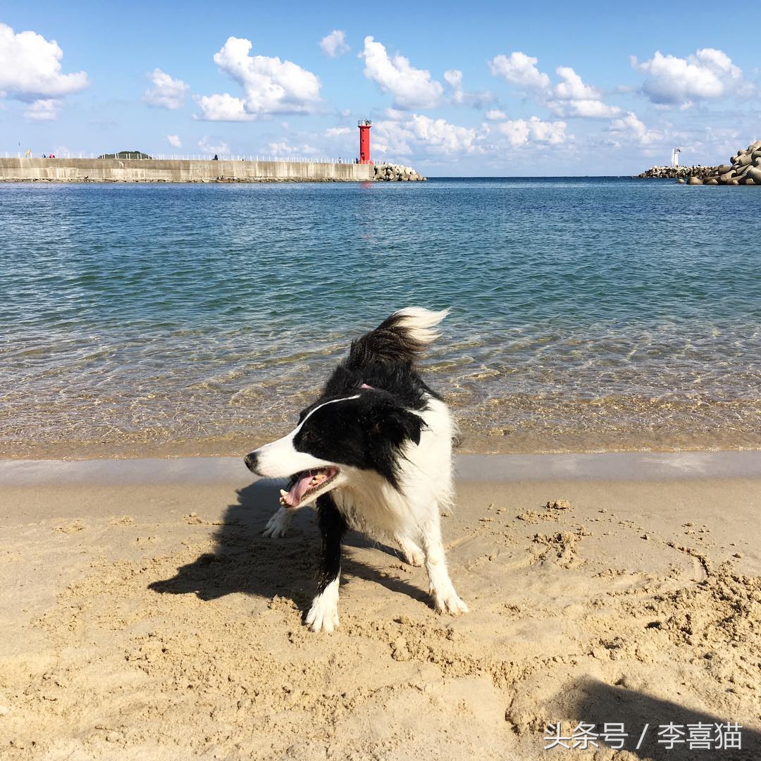 边牧狗狗有多聪明,边牧属于智商高的狗吗