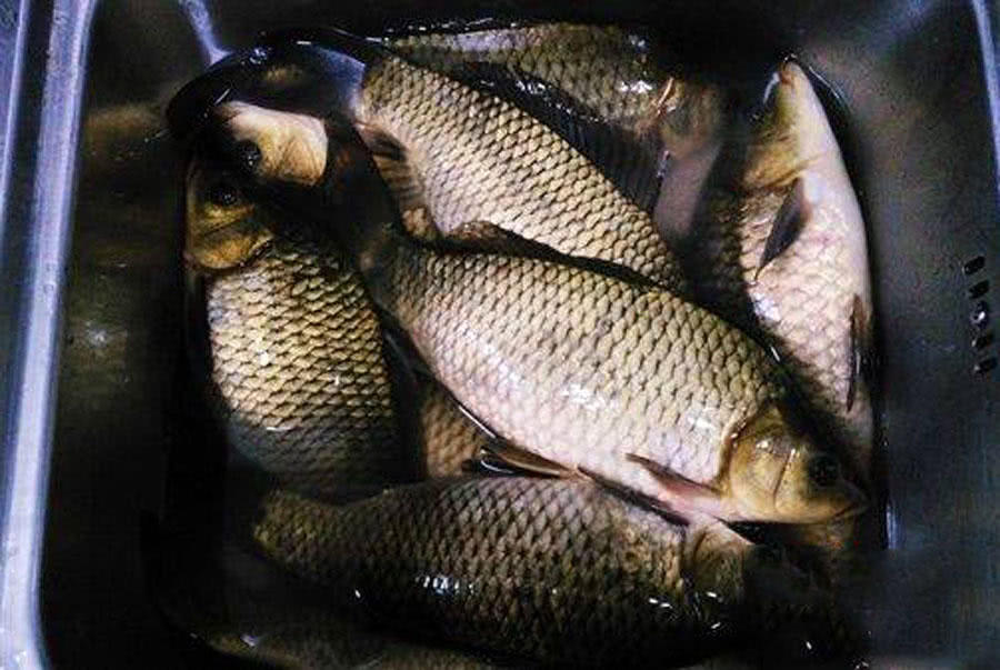 我的爸爸特别喜欢钓鱼,我的爸爸喜欢钓鱼作文二年级