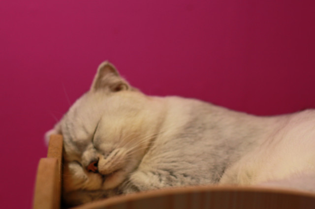 上海魔都奇妙减压馆,魔都减压视频完整版