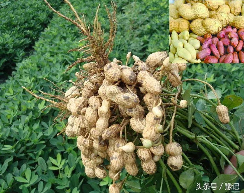 五一小长假必买十大特产,十一国庆河南旅游攻略