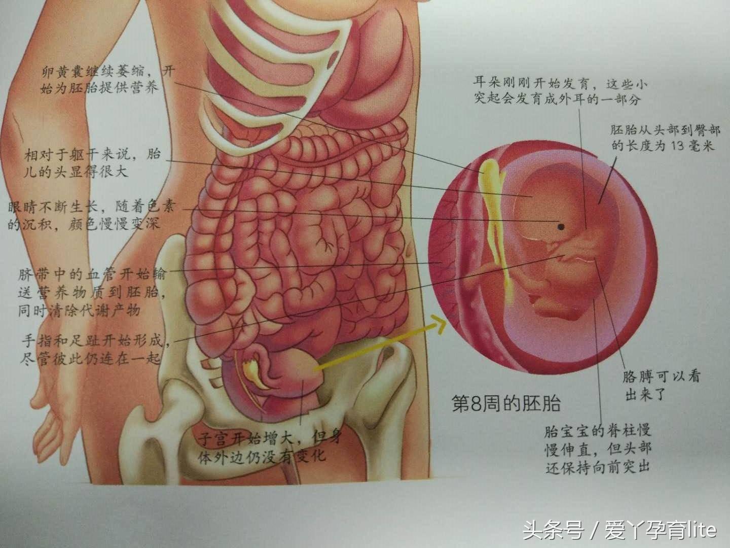 30岁孕妈该注意事项,高龄孕妇怀孕1个月成功率