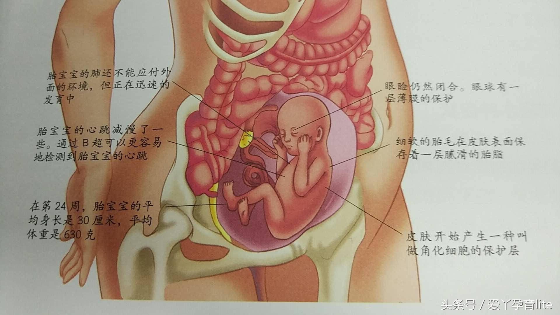 30岁孕妈该注意事项,高龄孕妇怀孕1个月成功率
