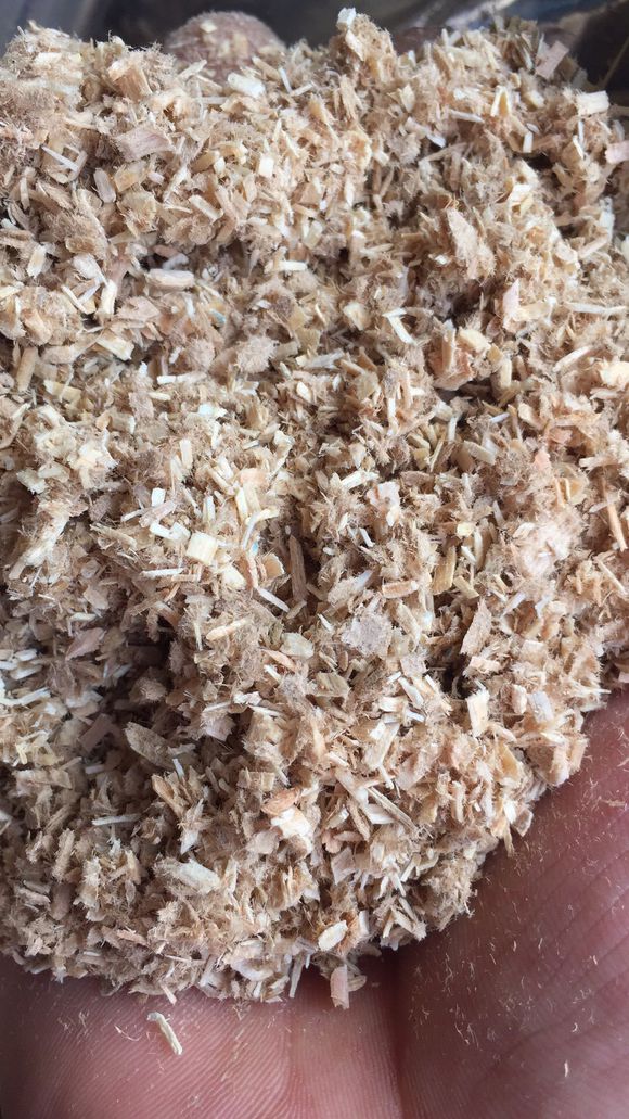 用苔藓怎么养兰,养好兰花的材料