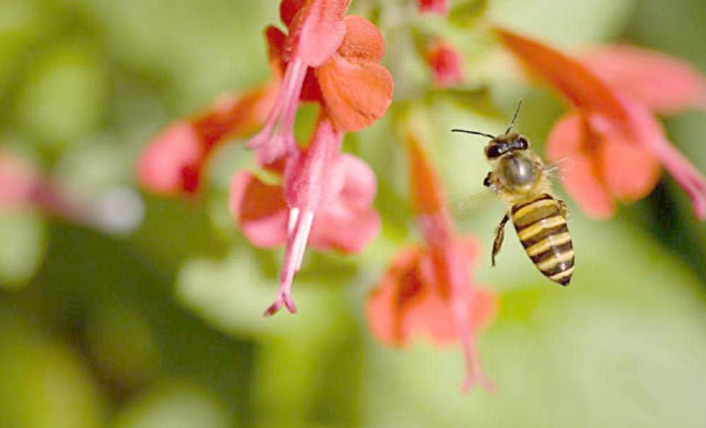 被黄蜂蛰了肿了怎么办,被黄蜂蛰了怎么解决