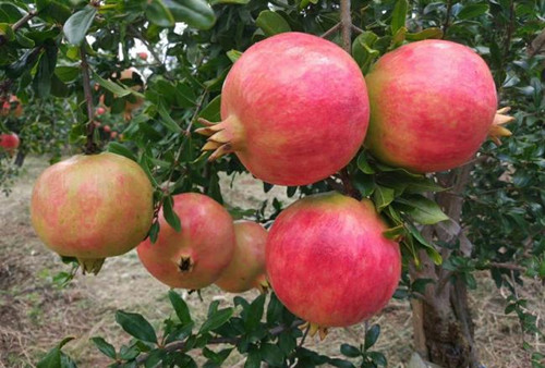 石榴套袋请人套袋,石榴套袋和不套袋的好处与缺点