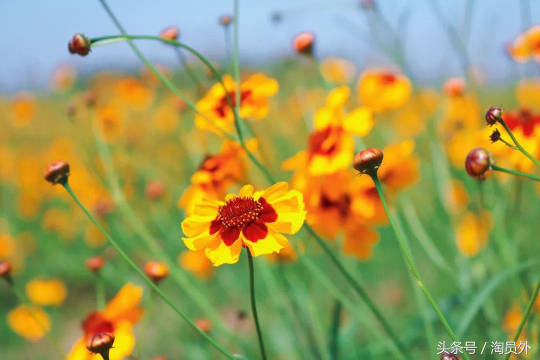 昆仑雪菊泡茶一次放几朵,昆仑雪菊酒