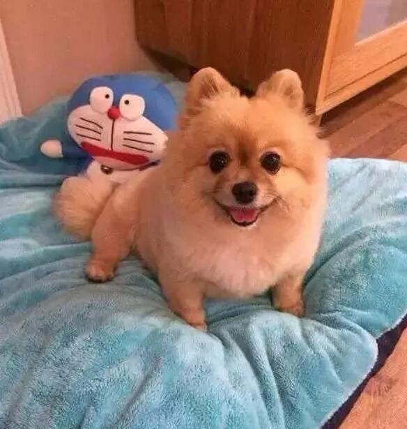 一个超级感人关于狗狗的故事,暖心主人和励志狗狗的故事