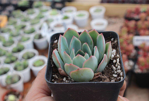 新买多肉上盆叶片烂掉怎么办,多肉叶子化水怎么救