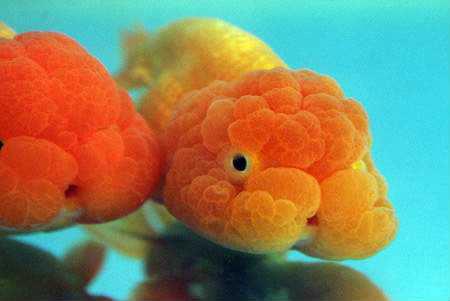 兰寿都是短尾巴吗,兰寿为什么短尾