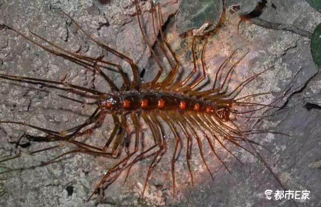 男子被马蜂蛰三下后去世,男子被黄蜂蜇致其身亡