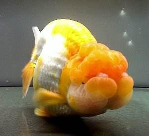 兰寿都是短尾巴吗,兰寿为什么短尾