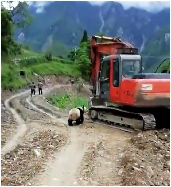 四川熊猫基地历史文化,探秘古老神秘的羌族文化