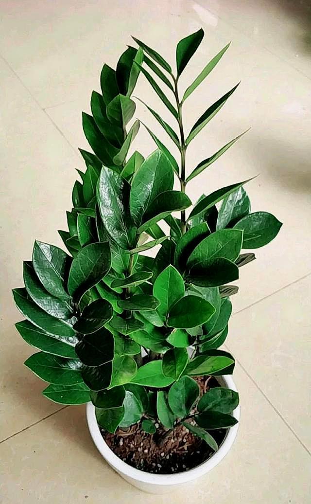 金钱树浇什么水能使叶子油绿旺盛,金钱树叶子不够油绿是什么原因