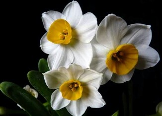 花语大全40种花的花语,花语大全50种花的花语读出来