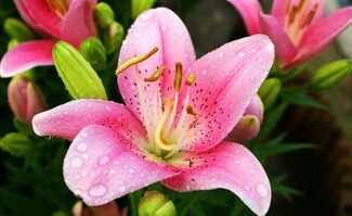 花语大全喜欢的赶紧收藏起来,花语大全100种花的花语象征爱情