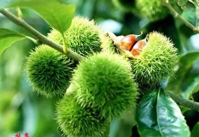 板栗怎样打开销路,板栗没有冷库怎么大批量储存