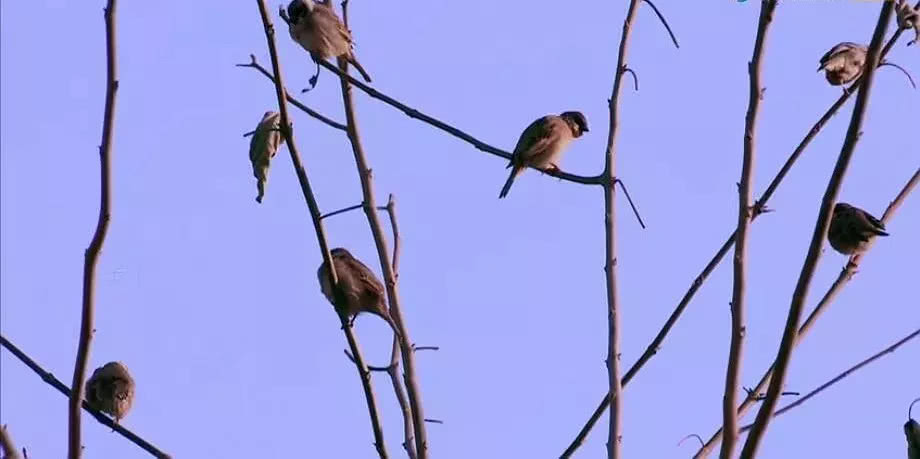 中国农村电影豆瓣,中国乡村大型纪录片