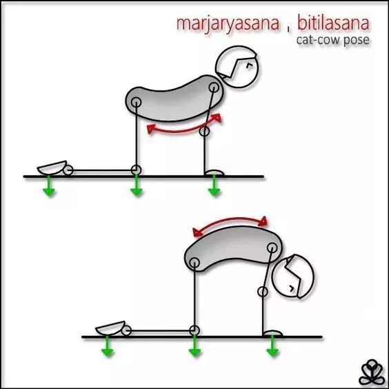 猫牛式动作讲解,猫牛式正确练习和错误练习