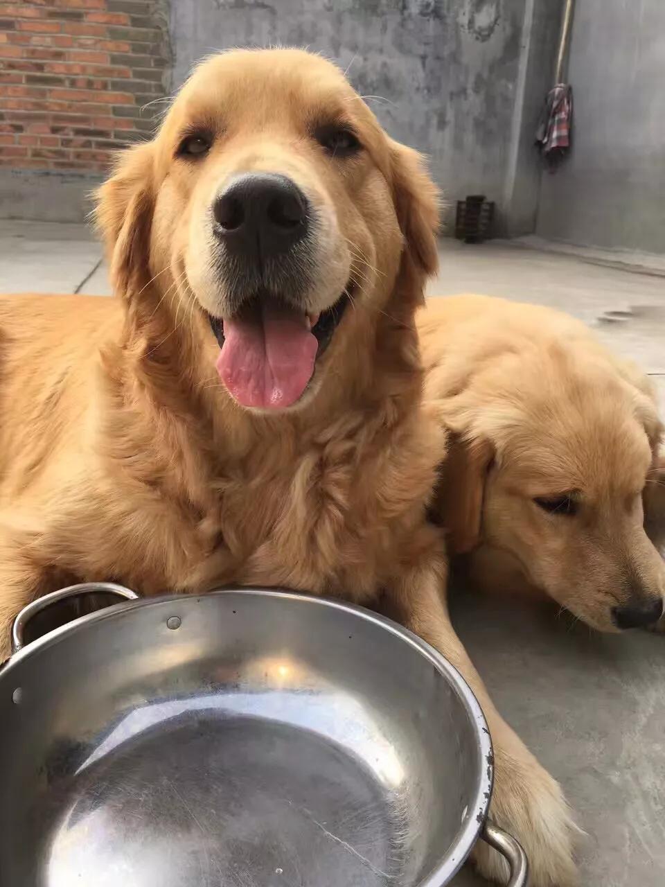 如果你孤独就养只宠物,如果你孤独了就养只狗狗吧