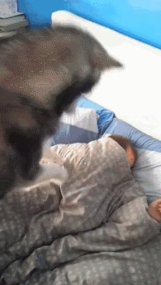 不小心踩到狗狗狗狗会记仇吗,不小心把狗狗踩到了会恨我吗