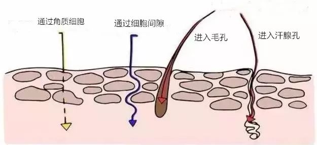 护肤偷懒我的脸竟然一整个垮掉,冬季脸皮干燥起皮怎么护肤
