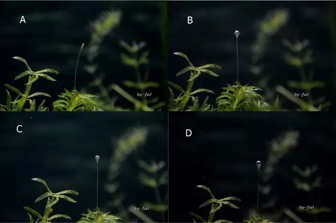 黑藻怎么形成的,黑藻叶结构示意图