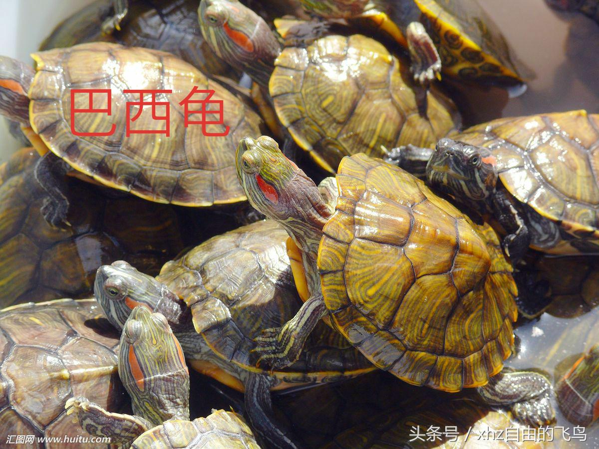 新手养龟该注意什么,新手养龟该怎么养