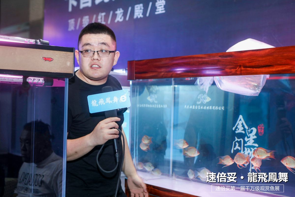 十大顶级巨型观赏鱼视频播放,顶级观赏鱼高清全屏视频