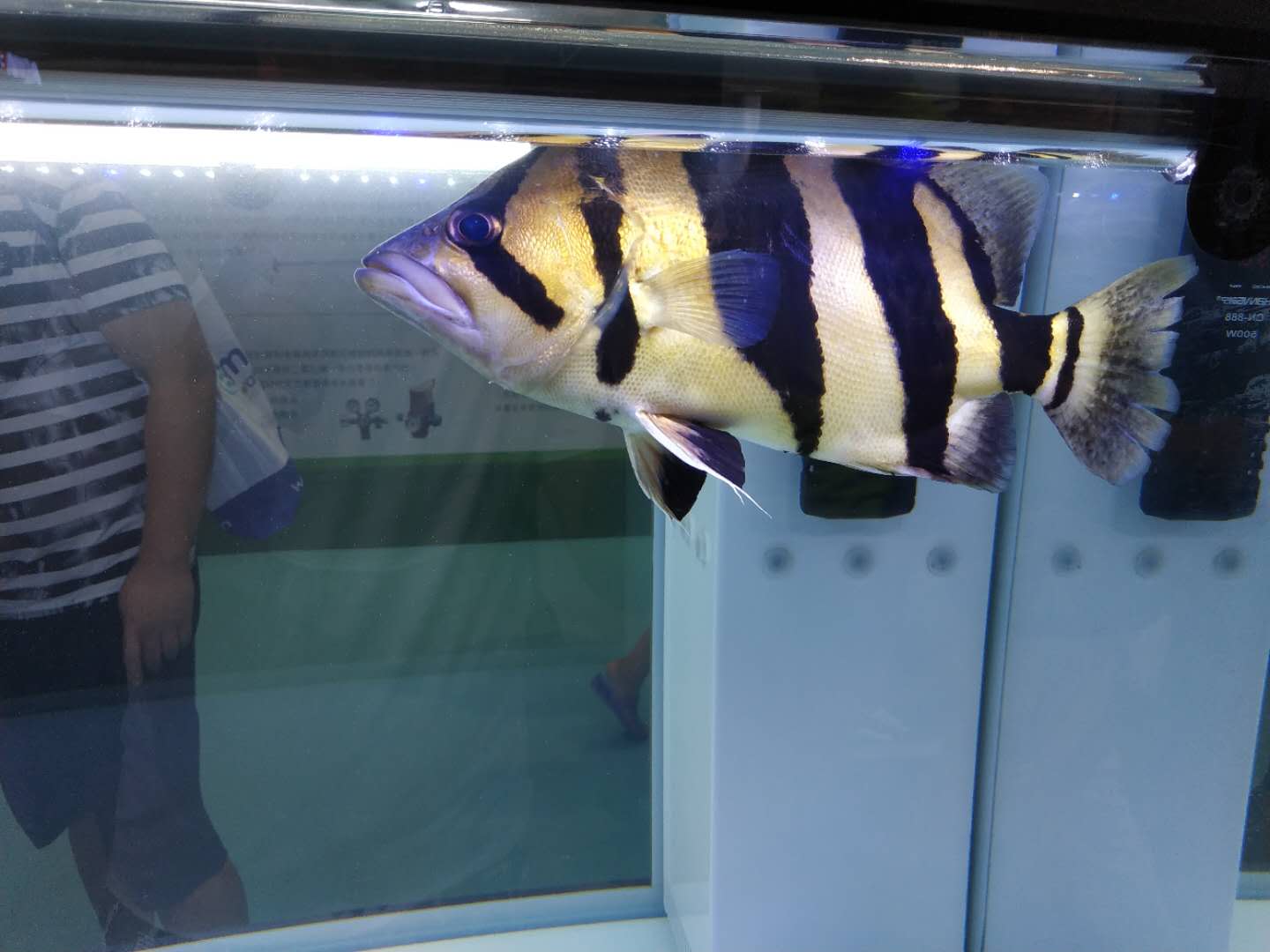 十大顶级巨型观赏鱼视频播放,顶级观赏鱼高清全屏视频