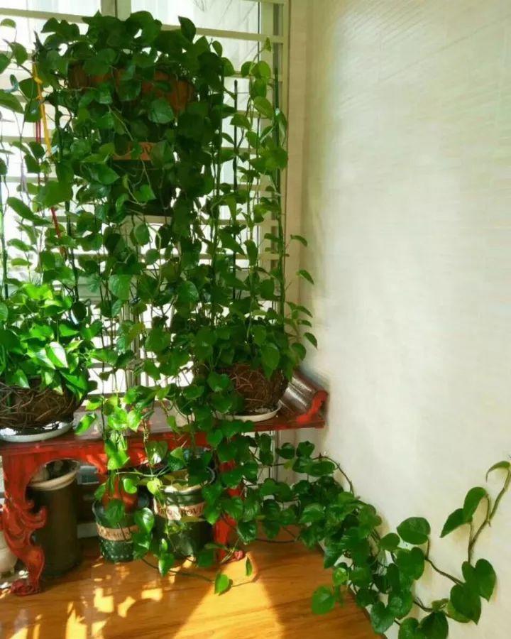 一盆绿萝就能让房子洋气到不行,绿萝改造大房子