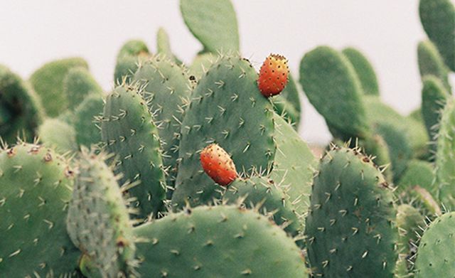 干肌肤大救星面膜,大干皮补水修复面膜