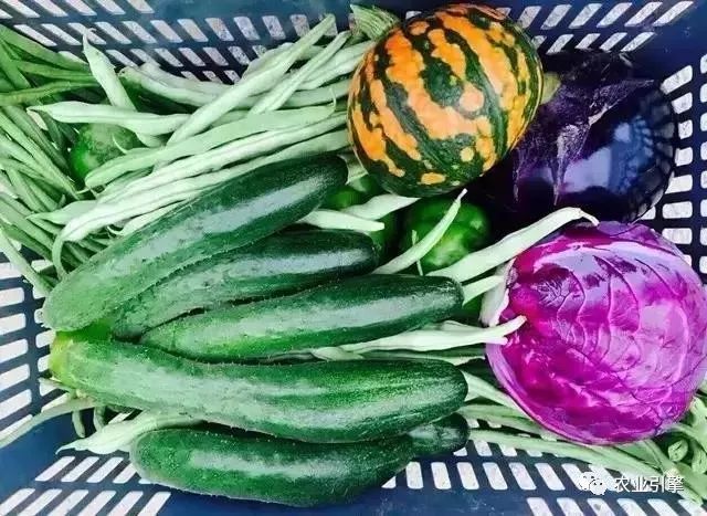 冷清的农家院被设计师折腾坏了成了京城第一精致生态农场