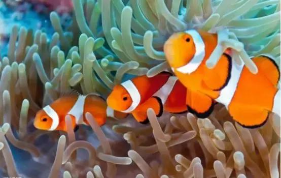 海底世界乐高大颗粒简单版,富国游海底世界