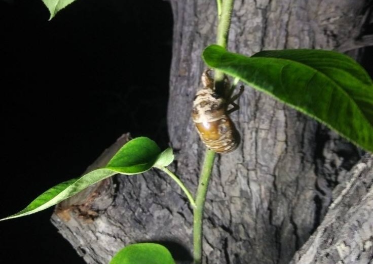 金蝉的养殖技术及市场前景,金蝉养殖技术资料大全最新