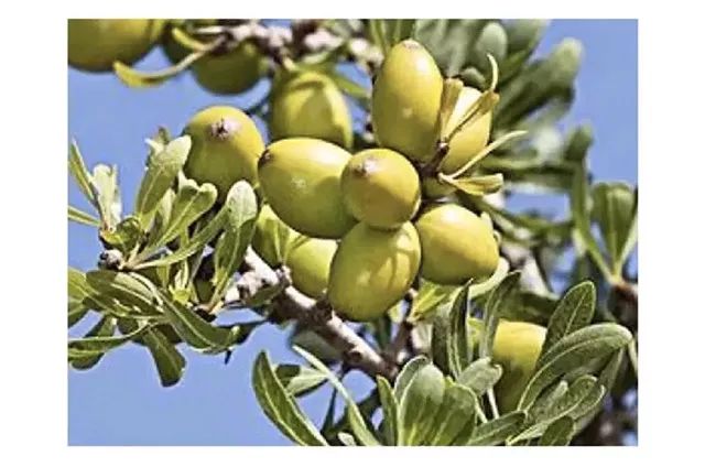 一条拼团｜contigo儿童不锈钢保温杯，美国进口摩洛哥油洗发水