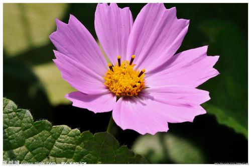 养花方法大全,花店一般怎么养花护花