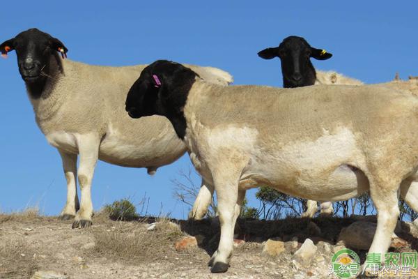 羊体内寄生虫用什么药去,羊寄生虫的治疗方法讲解